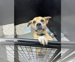 Boxer-Unknown Mix Dogs for adoption in Osgood, IN, USA