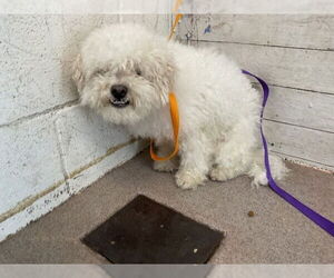 Maltese-Unknown Mix Dogs for adoption in San Bernardino, CA, USA