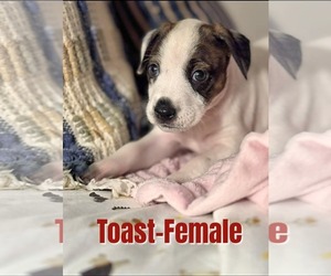 Mutt Dogs for adoption in New London, WI, USA