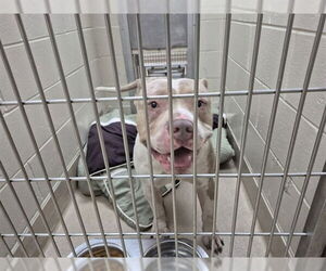 American Pit Bull Terrier Dogs for adoption in Decatur, IL, USA