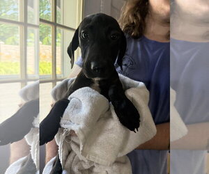 Labrador Retriever-Unknown Mix Dogs for adoption in Sterling, MA, USA