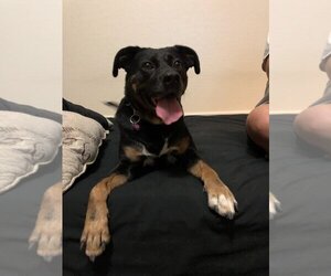 Rhodesian Ridgeback-Rottweiler Mix Dogs for adoption in Chandler, AZ, USA