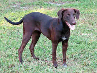 Medium Photo #1 Doberman Pinscher-Labrador Retriever Mix Puppy For Sale in Lufkin, TX, USA