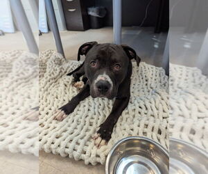 American Bulldog-Unknown Mix Dogs for adoption in La Porte, IN, USA