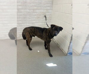 Akita-Unknown Mix Dogs for adoption in San Bernardino, CA, USA