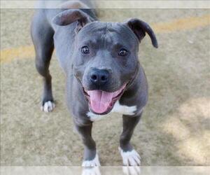 American Staffordshire Terrier-Unknown Mix Dogs for adoption in Tallahassee, FL, USA