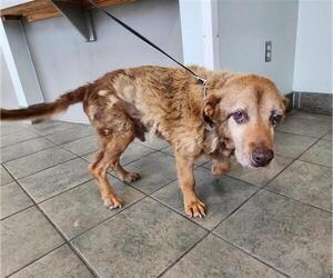 Labrador Retriever-Unknown Mix Dogs for adoption in San Antonio, TX, USA