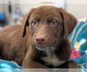 Labrador Retriever-Unknown Mix Dogs for adoption in San Clemente, CA, USA