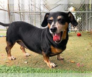Dachshund Dogs for adoption in Miami, FL, USA