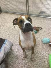 Boxer Dogs for adoption in Martinsburg, WV, USA