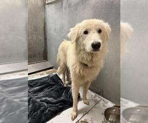 Great Pyrenees-Unknown Mix Dogs for adoption in Conroe, TX, USA