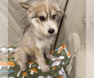 Siberian Husky-Unknown Mix Dogs for adoption in Modesto, CA, USA