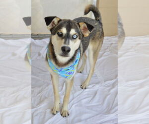 Huskies -Unknown Mix Dogs for adoption in McKinney, TX, USA