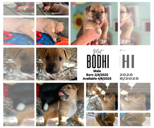 Mutt Dogs for adoption in Munford, TN, USA