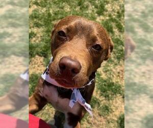 Labrador Retriever-Unknown Mix Dogs for adoption in Tulsa, OK, USA