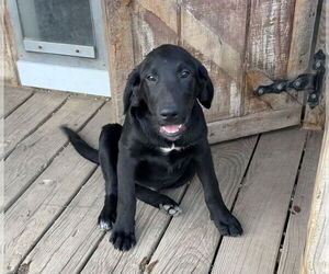 Labrenees Dogs for adoption in Bolivar, MO, USA