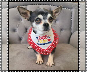 Chihuahua-Unknown Mix Dogs for adoption in Princeton, MN, USA