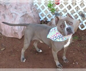 American Pit Bull Terrier Dogs for adoption in Oklahoma City, OK, USA