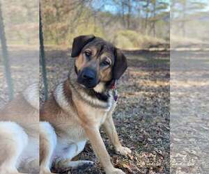 Anatolian Shepherd-Great Pyrenees Mix Dogs for adoption in Attalka, AL, USA