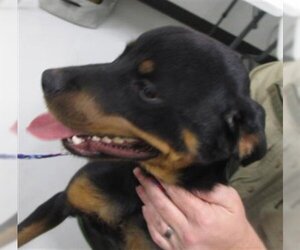 Rottweiler Dogs for adoption in Temple, TX, USA