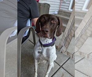 German Shorthaired Pointer Dogs for adoption in Shakopee, MN, USA