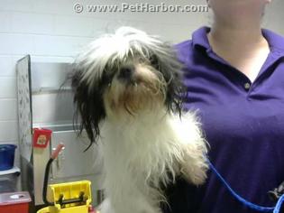 Shih Tzu Dogs for adoption in Fayetteville, NC, USA