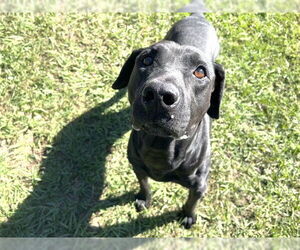 Labrador Retriever-Unknown Mix Dogs for adoption in Tavares, FL, USA