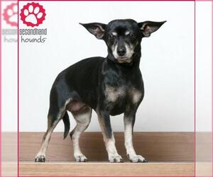 Chiweenie Dogs for adoption in Eden Prairie, MN, USA