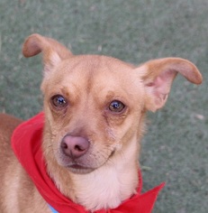 Chihuahua Dogs for adoption in Las Vegas, NV, USA