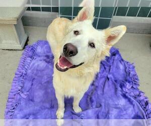 Golden Shepherd Dogs for adoption in Rancho Cucamonga, CA, USA