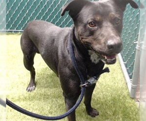 Mutt Dogs for adoption in Downey, CA, USA