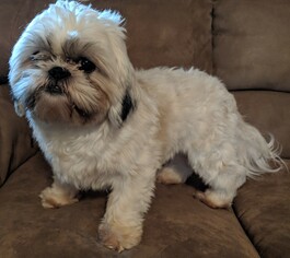 Shih Tzu Dogs for adoption in Cumming, GA, USA