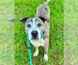 Mastiff-Unknown Mix Dogs for adoption in Sacramento, CA, USA