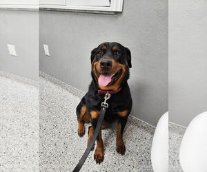 Rottweiler Dogs for adoption in Tampa, FL, USA