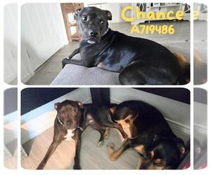 American Staffordshire Terrier-Unknown Mix Dogs for adoption in San Antonio, TX, USA