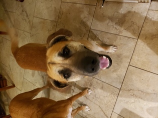 Sheprador Dogs for adoption in Pawtucket, RI, USA