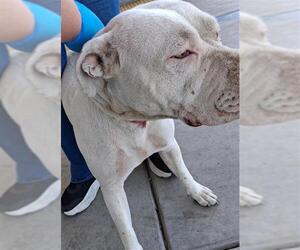 American Pit Bull Terrier Dogs for adoption in Bakersfield, CA, USA