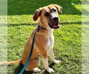 German Shepherd Dog-Unknown Mix Dogs for adoption in Camarillo, CA, USA