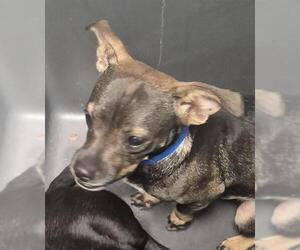 Chihuahua-Unknown Mix Dogs for adoption in Bakersfield, CA, USA