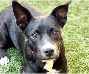 American Staffordshire Terrier-Labrador Retriever Mix Dogs for adoption in Lake Forest, CA, USA