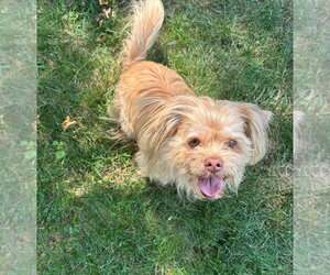 Shih Tzu-Unknown Mix Dogs for adoption in Rustburg, VA, USA