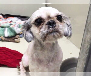 Shih Tzu Dogs for adoption in Raleigh, NC, USA