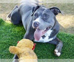 American Staffordshire Terrier-Unknown Mix Dogs for adoption in Tallahassee, FL, USA