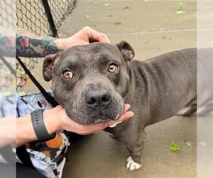 American Pit Bull Terrier-Unknown Mix Dogs for adoption in Tulsa, OK, USA