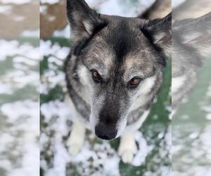 German Shepherd Dog-Huskies Mix Dogs for adoption in Incline Village, NV, USA