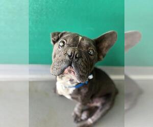 French Bulldog-Unknown Mix Dogs for adoption in Visalia, CA, USA