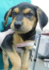 Medium Photo #1 Saint Bernard-Unknown Mix Puppy For Sale in Morton Grove, IL, USA