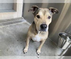 German Shepherd Dog-Unknown Mix Dogs for adoption in Orange, CA, USA