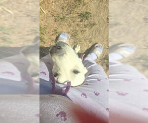 Labrador Retriever-Unknown Mix Dogs for adoption in Ogden, UT, USA