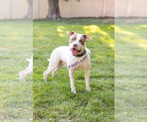 American Pit Bull Terrier-Unknown Mix Dogs for adoption in Crete, IL, USA